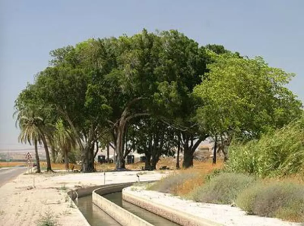 أراضي القرية