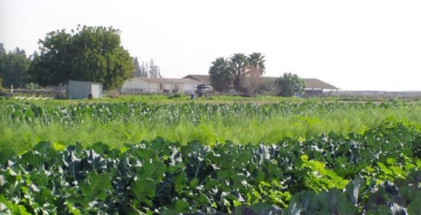 أراضي القرية