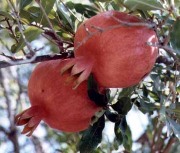 رمان القرية