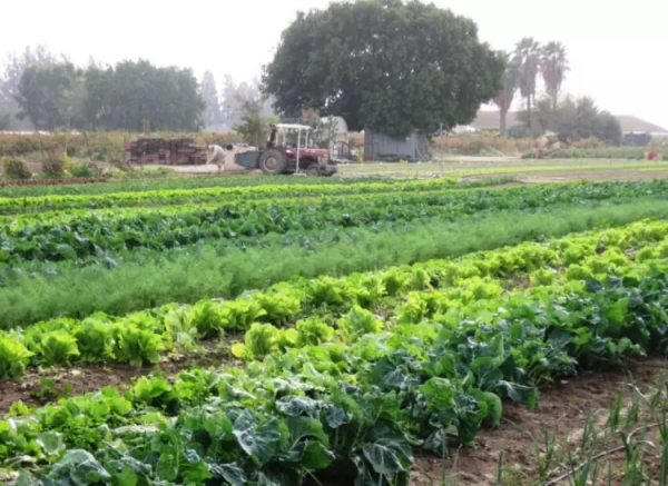 أراضي القرية