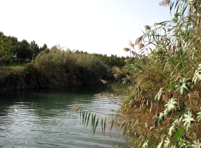 الخُنَيْزِير