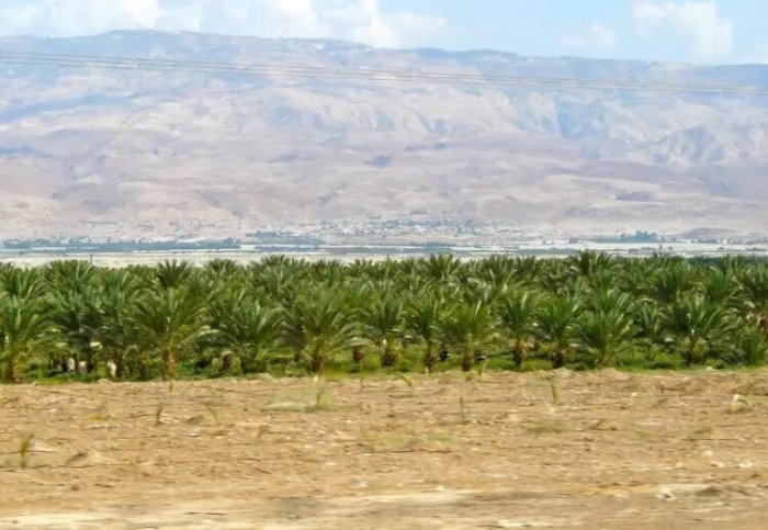 السَامِرِيَّة  | موسوعة القرى الفلسطينية