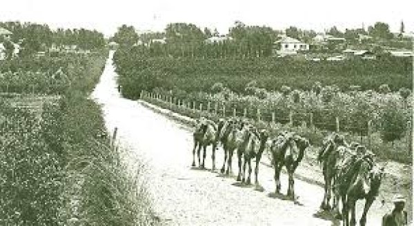 قرية الفجة / يافا