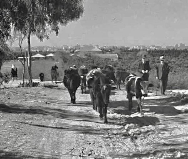  | موسوعة القرى الفلسطينية