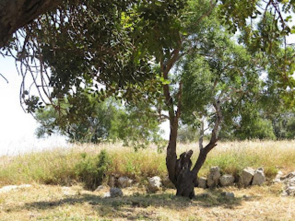  | موسوعة القرى الفلسطينية