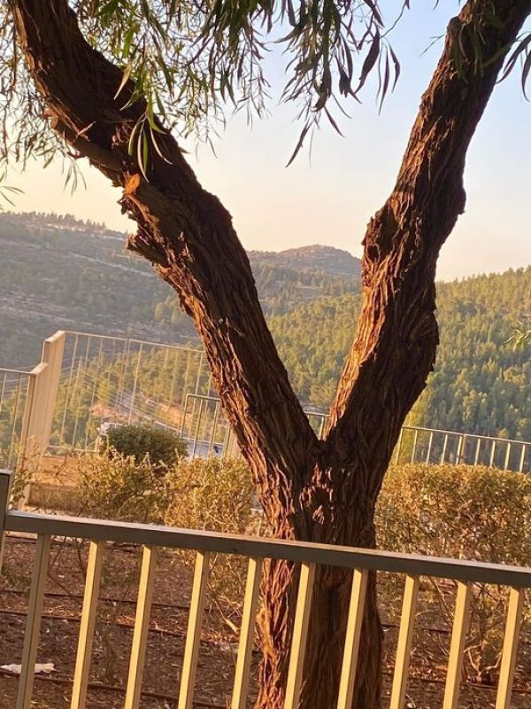 قرية صوبا من هداسا عين كارم  تصوير بدر اسماعيل خليل