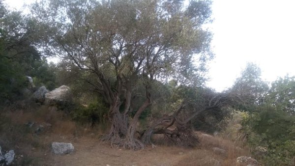  | موسوعة القرى الفلسطينية