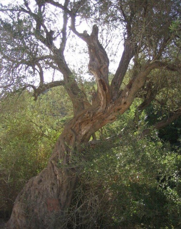 قرية سفلى / القدس