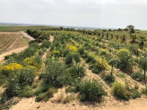 قرية دير الدُّبان / الخليل