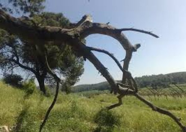 دير نخاس / الخليل