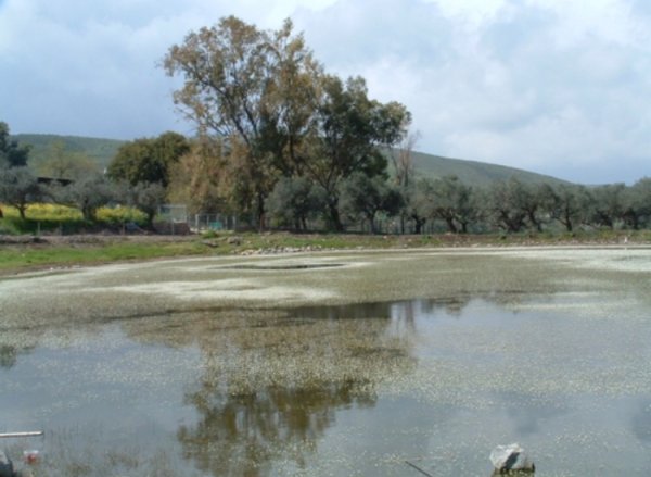 بركة علما نقلاً عن موقع فلسطين في الذاكرة