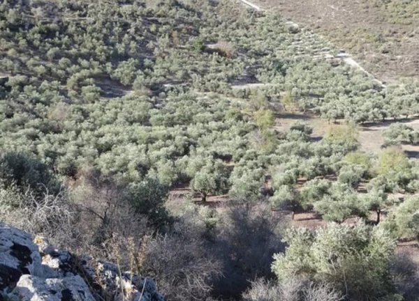 حقول الزيتون في أراضي علما، نقلاً  عن موقع فلسطين في الذاكرة