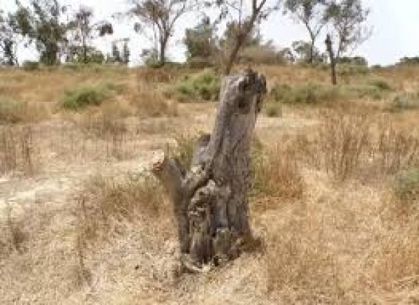 قرية جولس المهجرة فضاء غزة