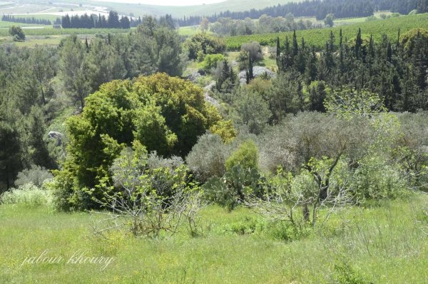  | موسوعة القرى الفلسطينية