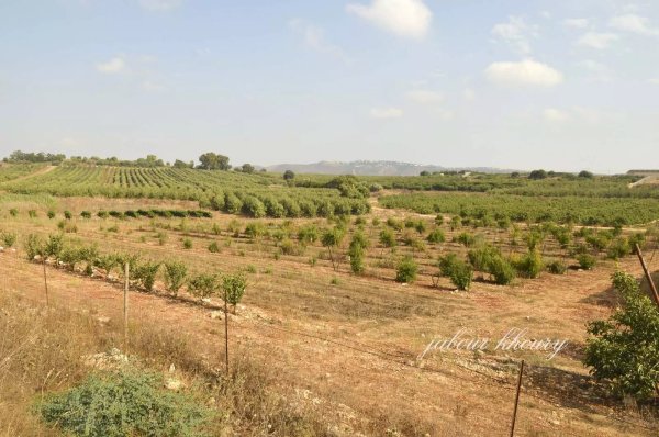 أراضي القرية المسيجة ولا يمكن الوصول إلى مركز قرية فارة، نقلاً عن موقع فلسطين في الذاكرة