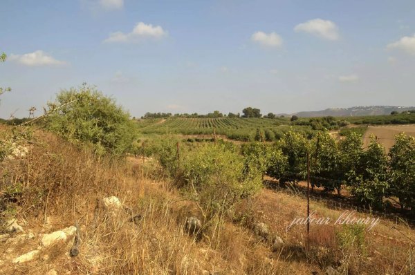 أراضي قرية فارة وأنقاض المنازل في الجهة الشمالية، نقلاً عن موقع فلسطين في الذاكرة