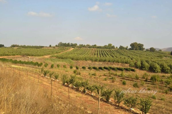 أراضي قرية فارة وأنقاض المنازل في الجهة الشمالية، نقلاً عن موقع فلسطين في الذاكرة