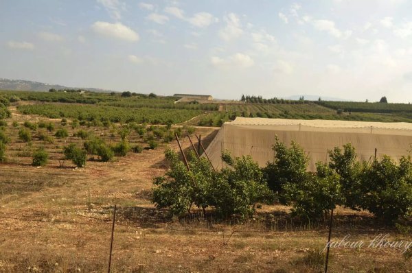 أراضي قرية فارة، نقلاً عن موقع فلسطين في الذاكرة