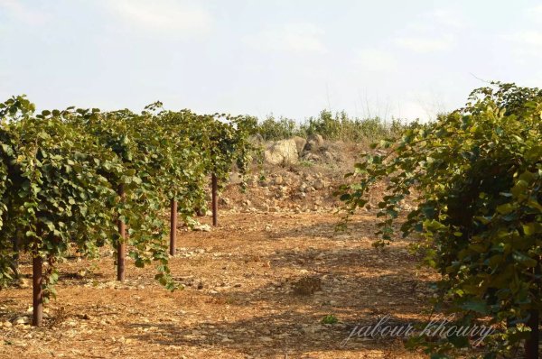 أنقاض أحد منازل القرية بين أشجار الكيوي، نقلاً عن موقع فلسطين في الذاكرة