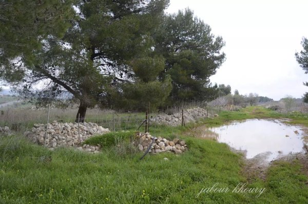 أراضي قرية فارة من الجهة الشمالية نقلاً عن موقع فلسطين في الذاكرة
