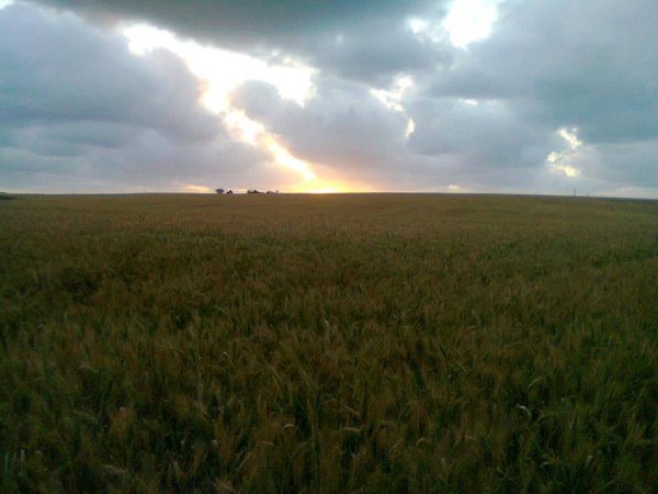 قرية كوكبا / غزة