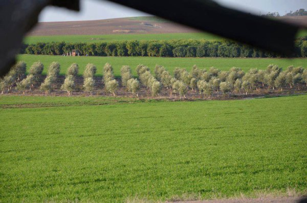 قرية كوكبا / غزة