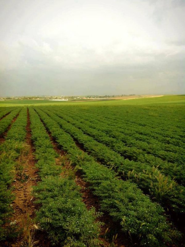 قرية كوكبا / غزة