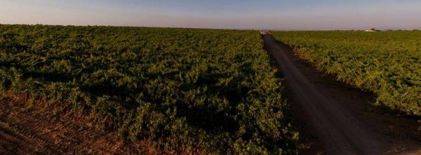 قرية كوكبا / غزة