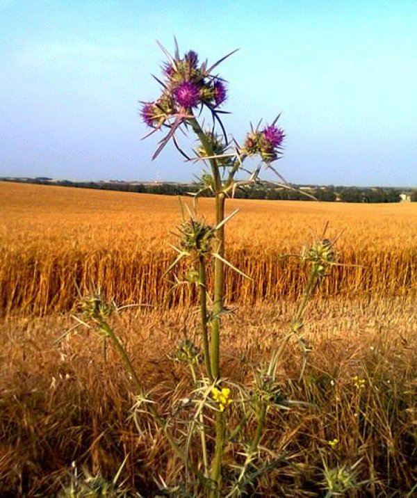 قرية كوكبا / غزة