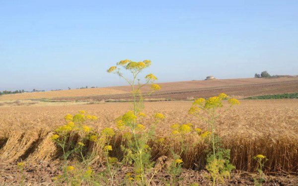 قرية كوكبا / غزة