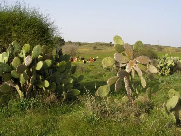 نبات الصبار الذي بات يغطي مقبرة القرية والتي تحولت لمرعىً لأبقار المستوطنين، نقلاً عن موقع فلسطين في الذاكرة
