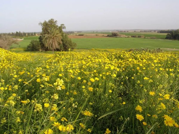 إطلالة من أراضي قريةسمسم الجنوبية، نقلاً عن موقع فلسطين في الذاكرة