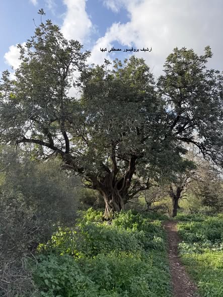  | موسوعة القرى الفلسطينية