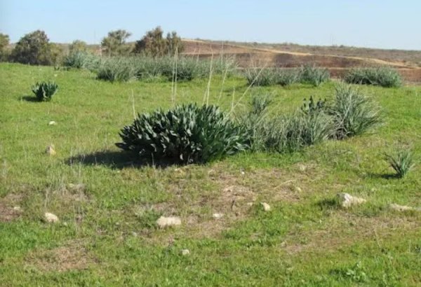 صور حديثة لقرية دمرة، نقلاً عن موقع فلسطين في الذاكرة