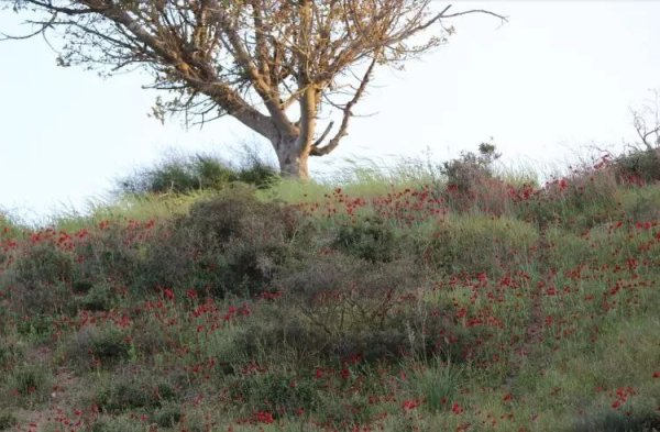 صور حديثة لقرية دمرة، نقلاً عن موقع فلسطين في الذاكرة