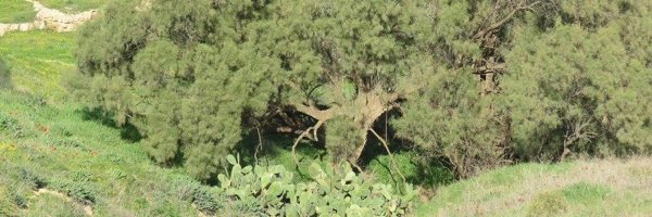 قرية الجمامة - بئر السبع