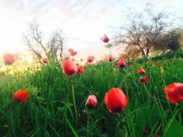 قرية الجمامة - بئر السبع