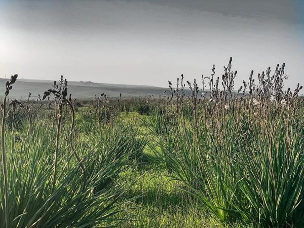 قرية الجمامة - بئر السبع