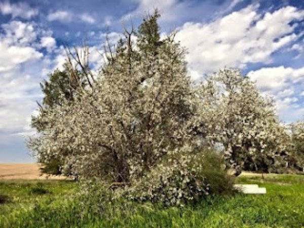 قرية الجمامة - بئر السبع