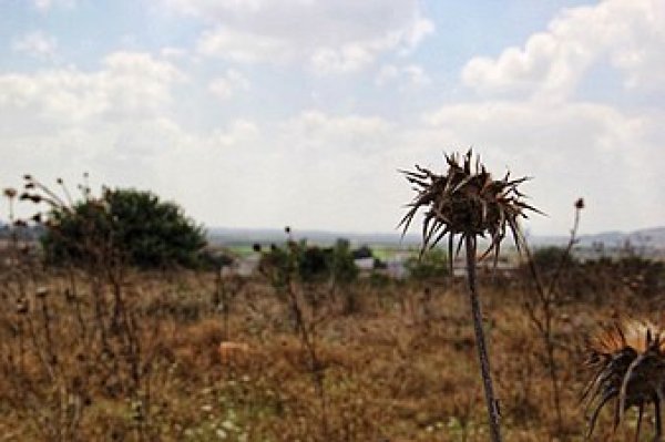 من أراضي البروة