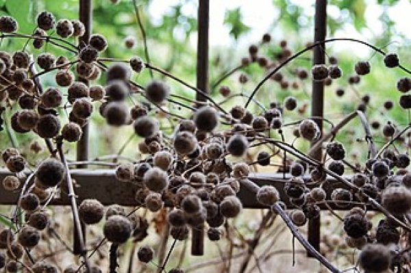 نباتات على نافذة مدرسة البروة