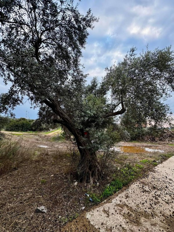 صور حديثة من قرية البروة المهجرة، بعدسة: أ. ابراهيم أبو عمار