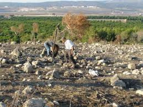 قرية الدامون