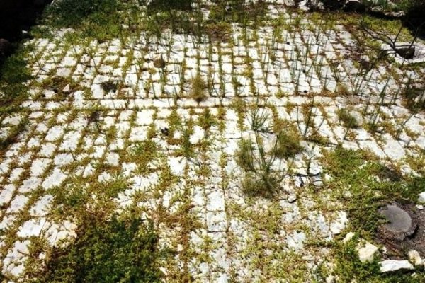 قرية الغابيسية / عكا