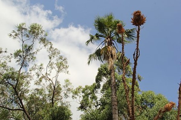 nخر شجرة في قرية الغابسية قبل التهجير. زُرعت في فناء بيت آل سالم قبل هدمه