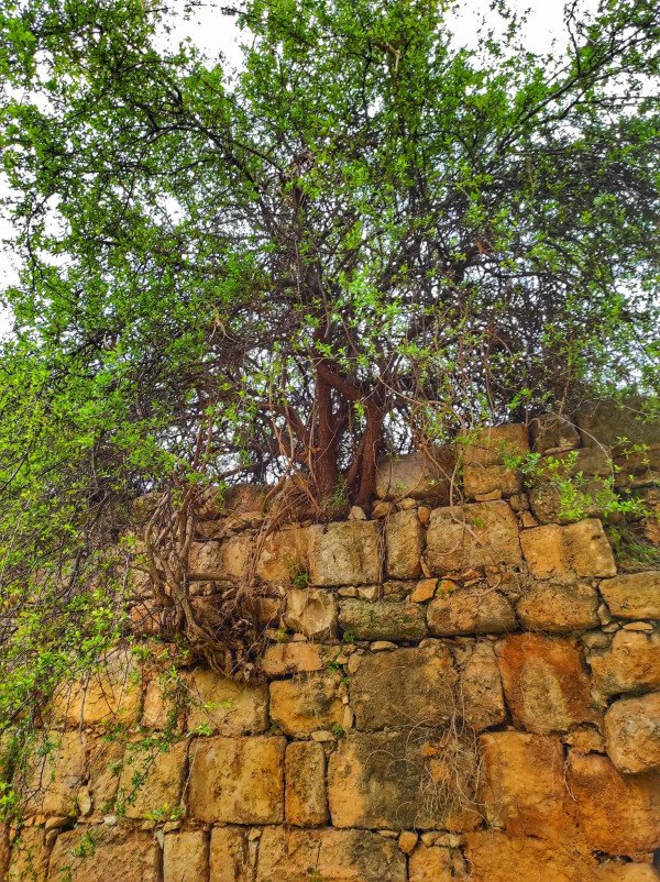 قرية الكابري