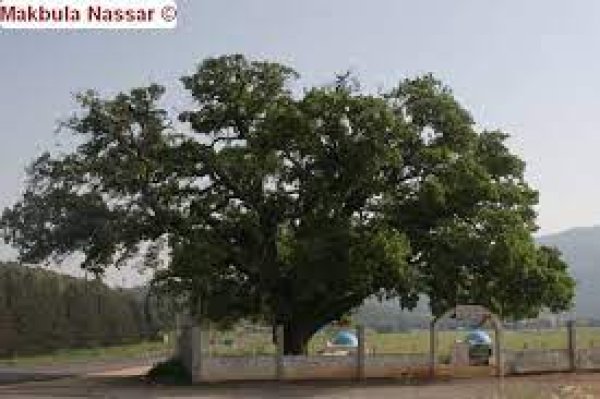 قرية كفر عنان / عكا