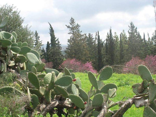  | موسوعة القرى الفلسطينية