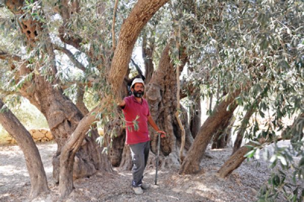  | موسوعة القرى الفلسطينية