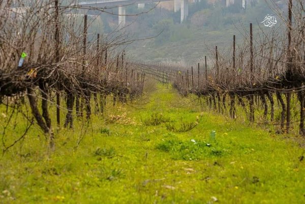  | موسوعة القرى الفلسطينية